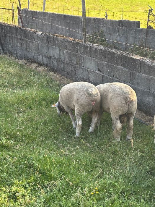 Ovelhas el france certeficadas