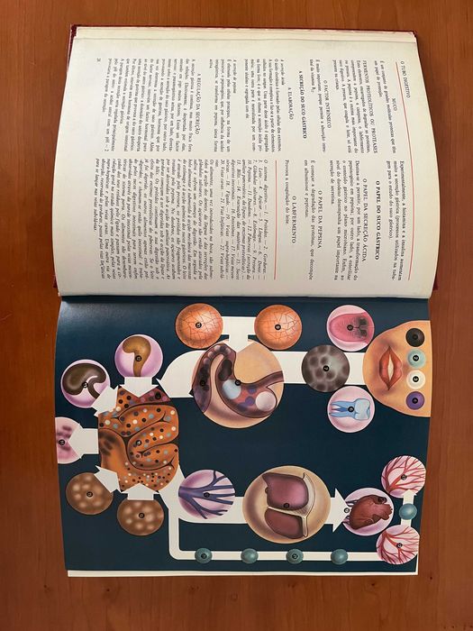Grande Enciclopédia Médica Verbo - Vol. 2