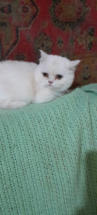 Британские котики.