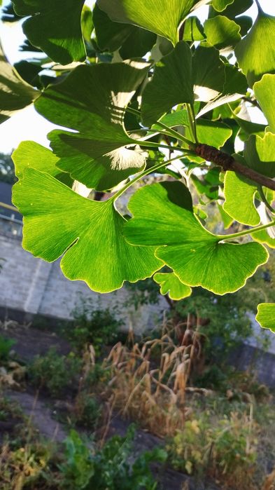 Листя гінкго білоба сухе, зі свого екологічного саду. Гинкго билоба