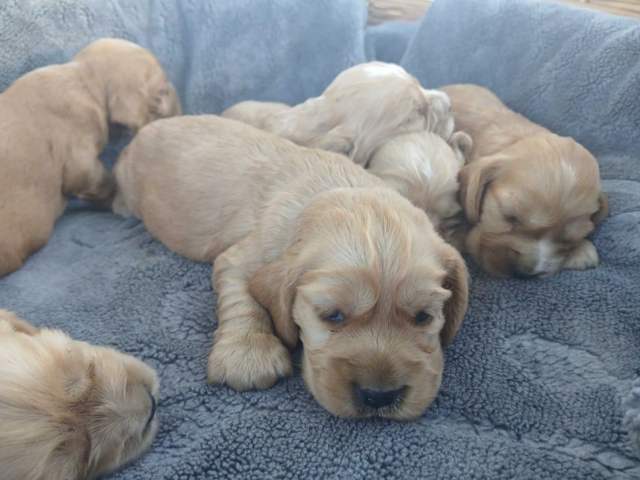 Cocker spaniel suczka