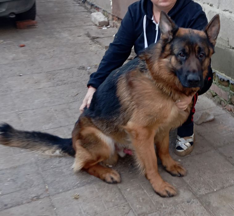 Щенки нем овчарок.