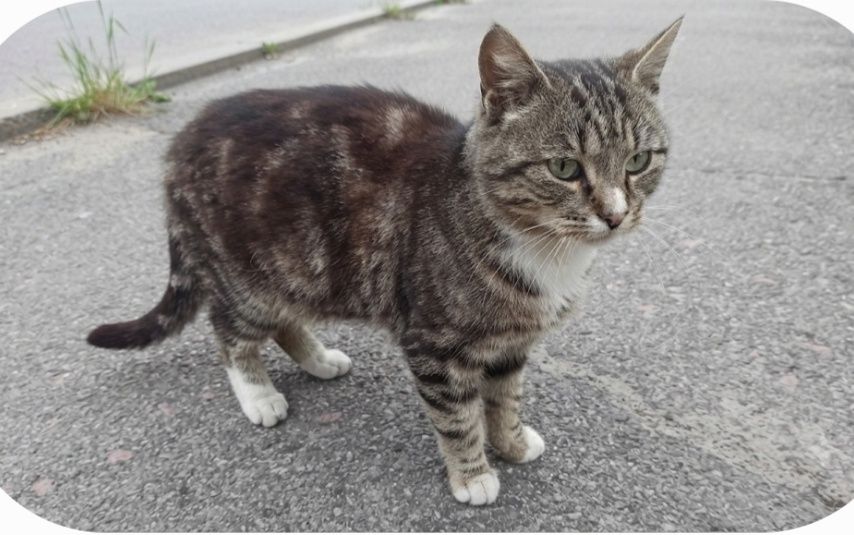 Котик ( підліток) шукає дім