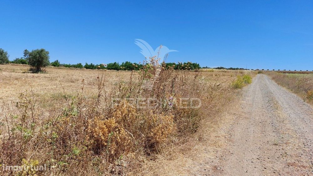 Terreno Agricola com Oliveiras