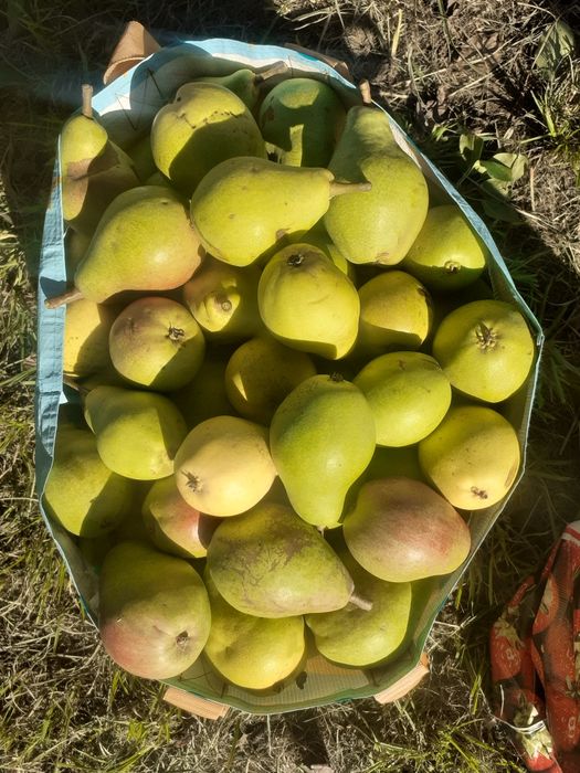 ZIELONE Orzechy Włoskie i Różne Owoce