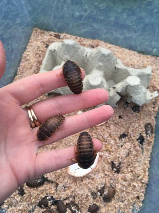 Dubia dubie karaczany argentyńskie 3cm 50 sztuk