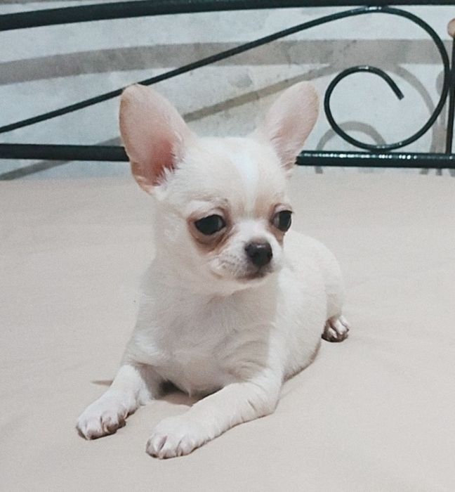 Шикарный мальчик, тип кобби