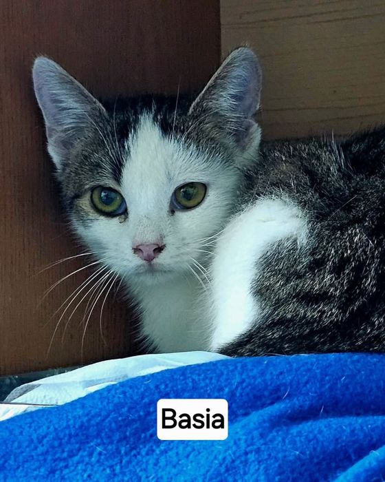 Kocie dzieci do adopcji.