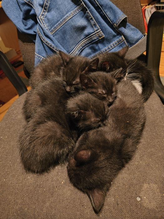 Oddam 5 uroczych kotków