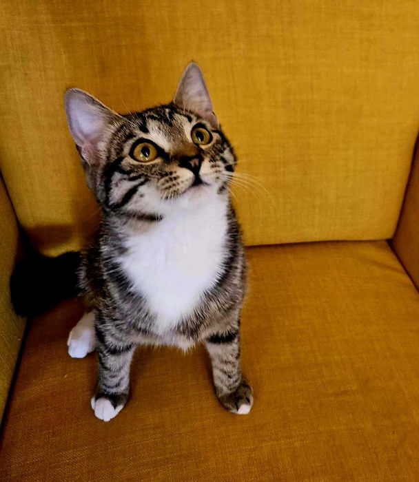 Uratowane Bezdomniaki - szukamy domów - Amber i Łatka !