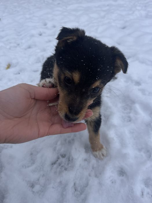 ПЕСИКИ в пошуку чудових господарів (м. Надвірна)