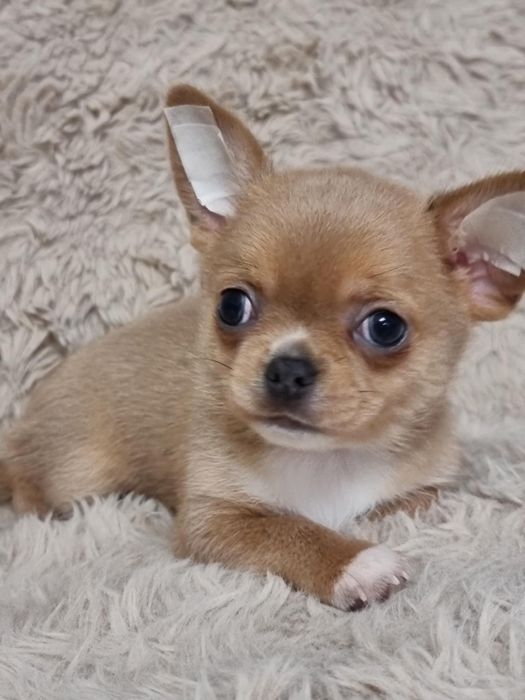 Chihuahua Piesek krótkowłosy FCI