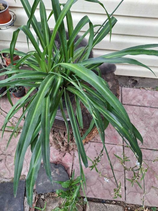 Хлорофітуми трьох видів