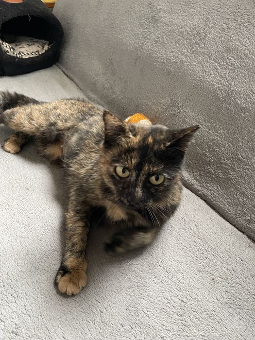 Кошечка в добрые руки