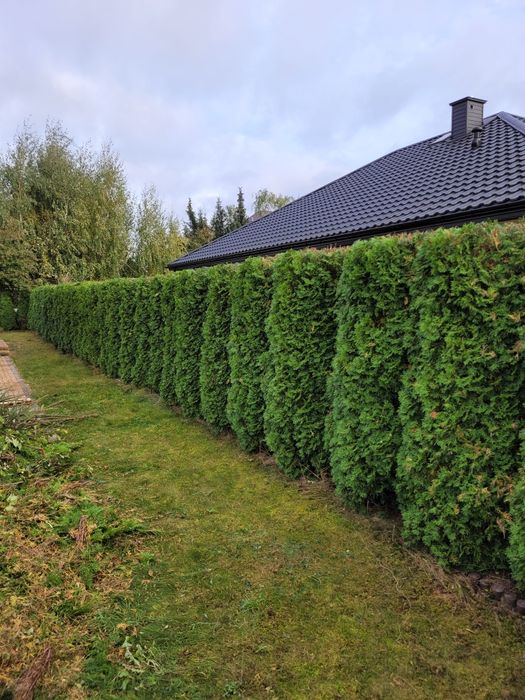 Ogrodnik:Zakładanie trawników,Aeracja,Wertykulacja,Pielęgnacja ogrodów