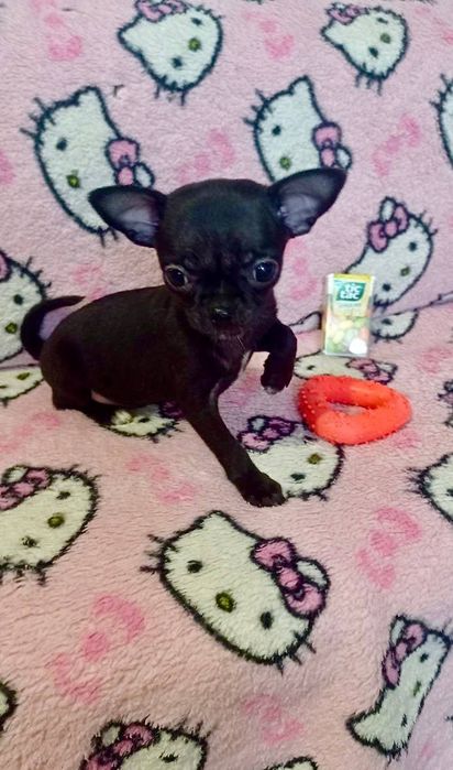 Цуценята чихуахуа міні