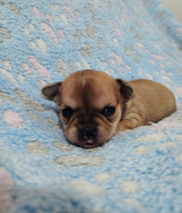 Chihuahua fêmea pêlo curto