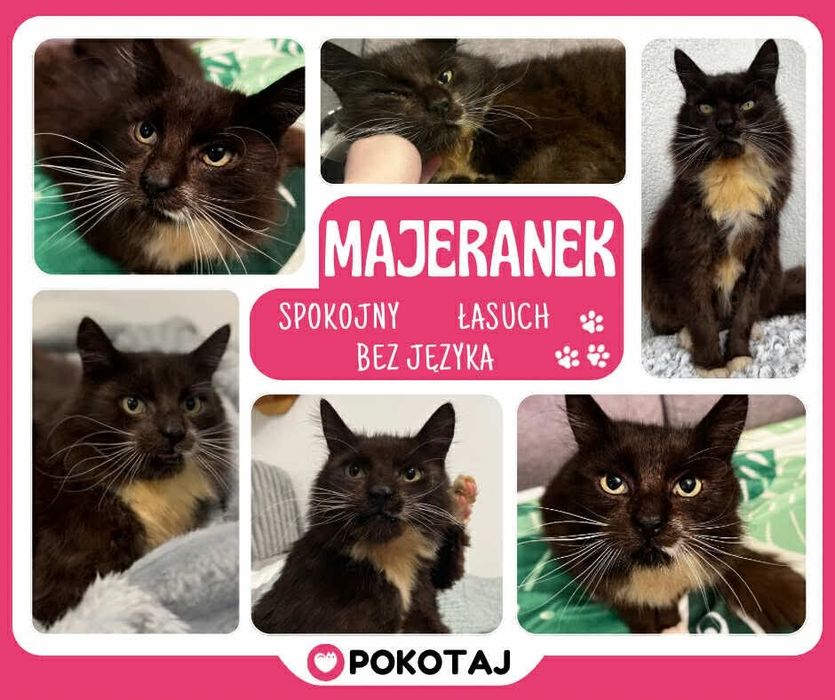 Pokotaj Majeranka - wspanialy i kochany kot do adopcji