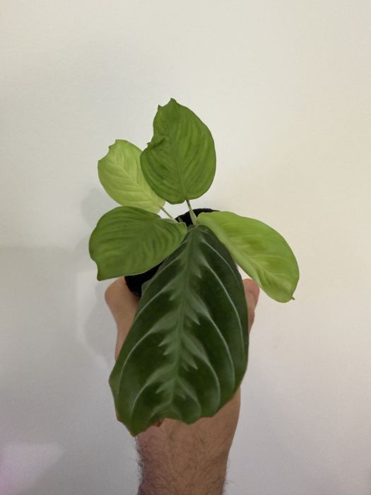 Marantas diversas ( lime, albo, light veins, cat mustache)