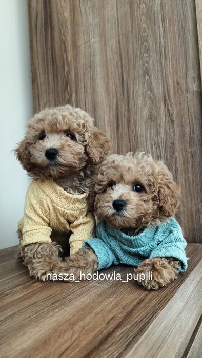 Bichpoo  pudel toy x Bichon frise