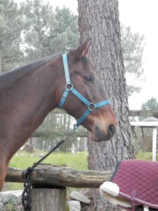 Égua de obstáculos