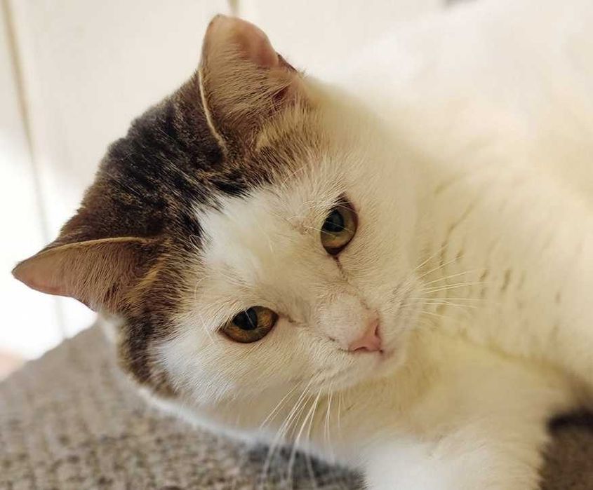 Брошка — ніжна киця 1,5 року - шукає дім  // кішка кошеня кіт