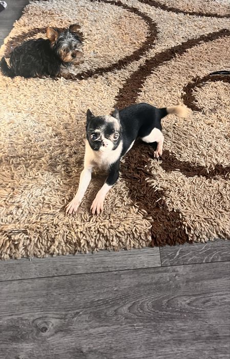 Продам  мальчика Чишки