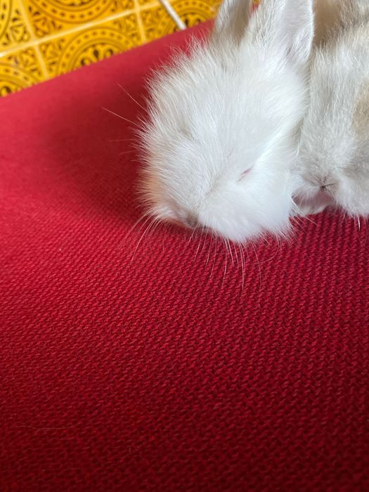 Coelhinhos anões de estimação