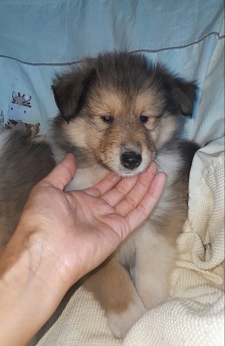 Колли   кобельки