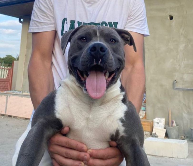 Стафф для случки кобель