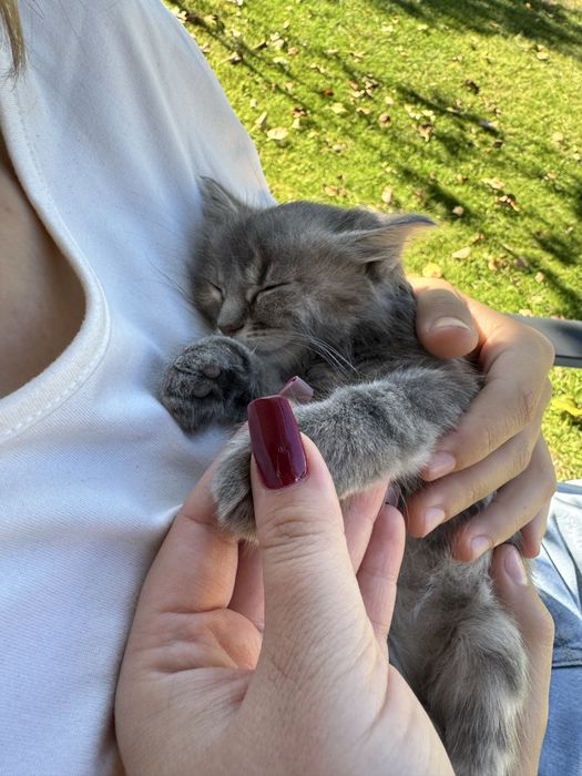 Віддам кицю в добрі руки