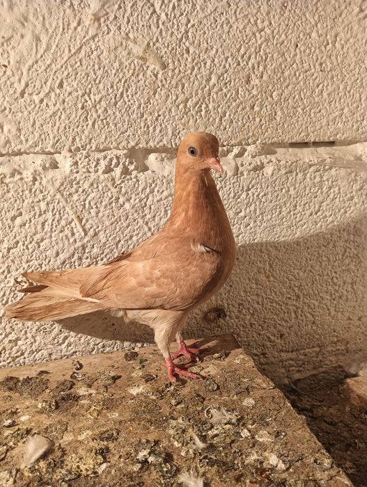 Pombos de raça cambalhota português e correias