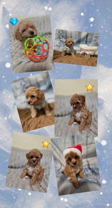 Do sprzedania  2 suczki pudelek toy