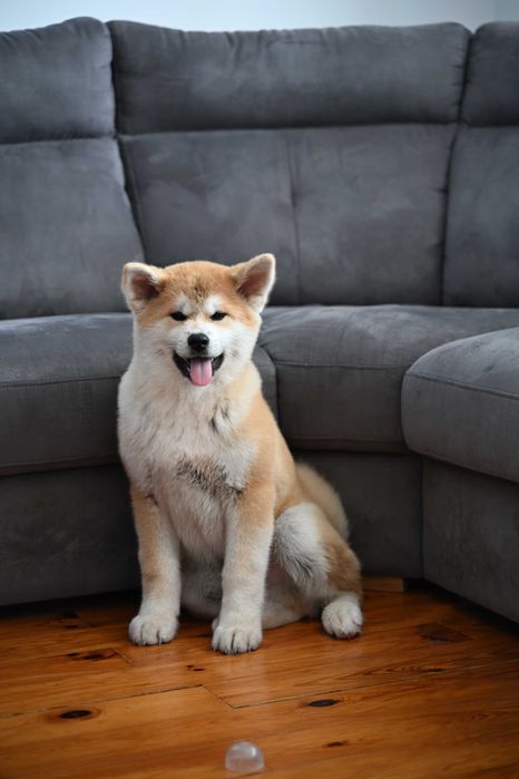 Akita inu akita japońska szczeniak samiec po Championie Polski