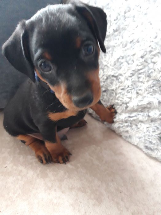 Милі цуценята цвергпінчера шукають свою люблячу родину