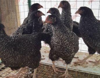 Курочки породи «Домінант "  4,5 місяця перед заносом