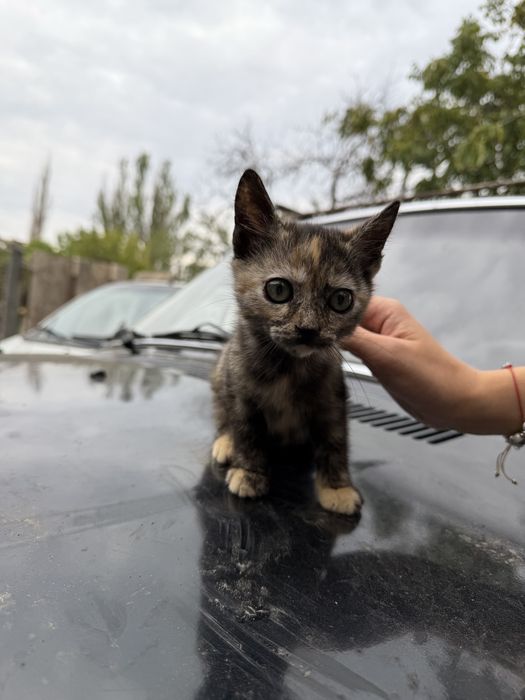 Дівчинка шукає родину