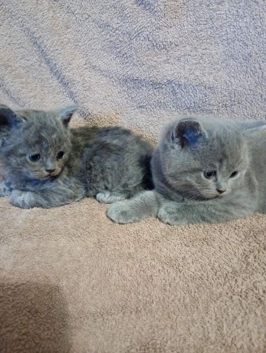 котики британчики