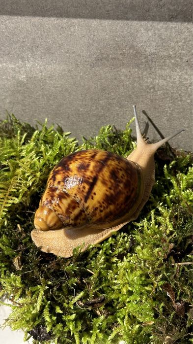 ślimaki afrykańskie  Archachatina  Marginata Ovum