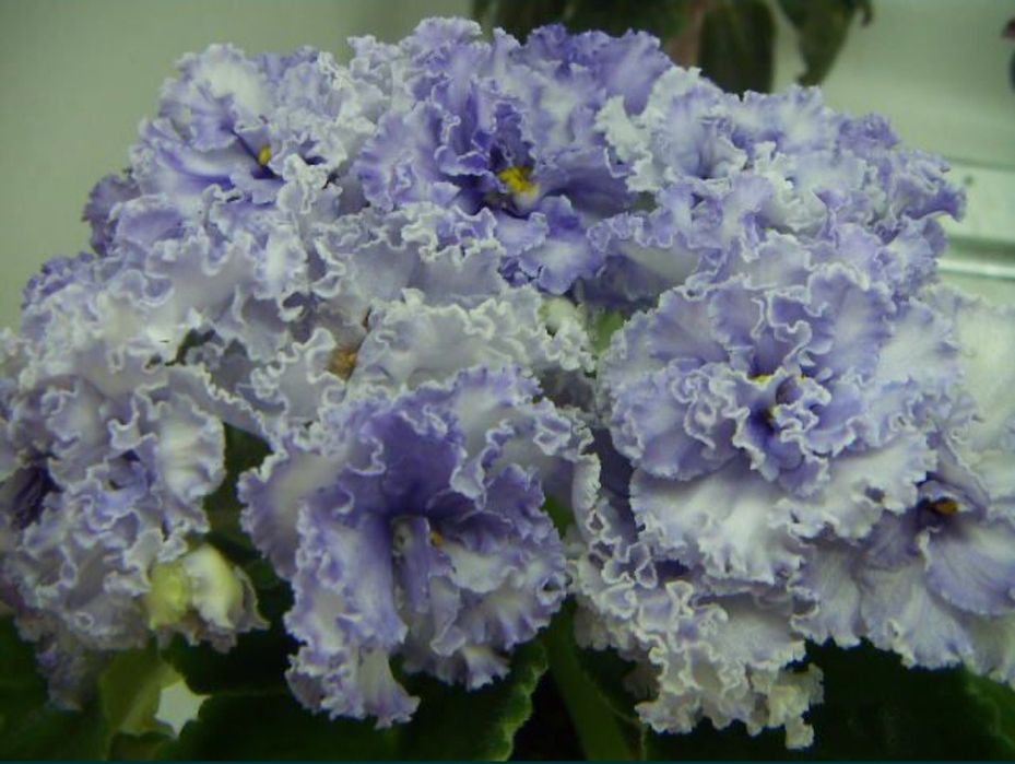 Сенполии фиалки 70 сортов