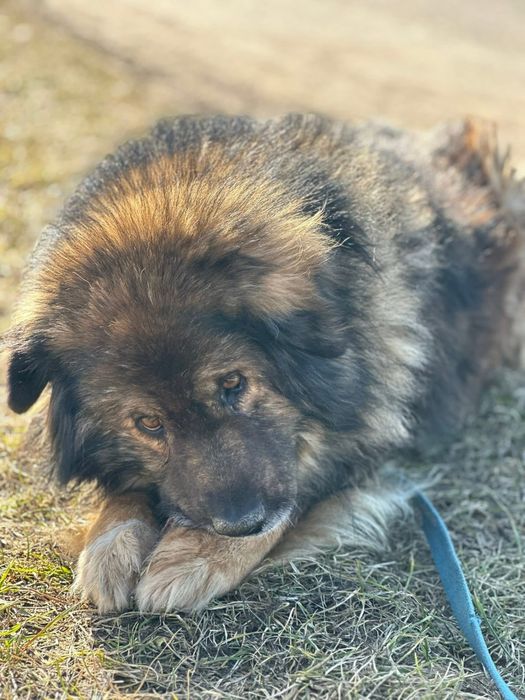 Piękny, spokojny Teddy szuka kochającego domu