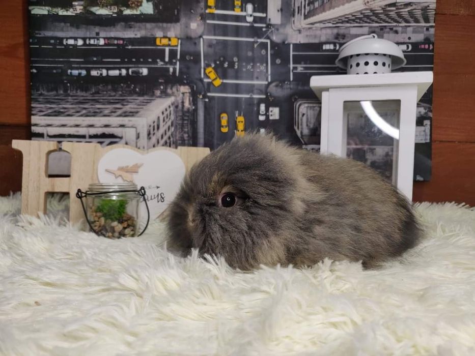 Piękne króliczki karzełki Teddy. Urocze króliczki do rezerwacji.
