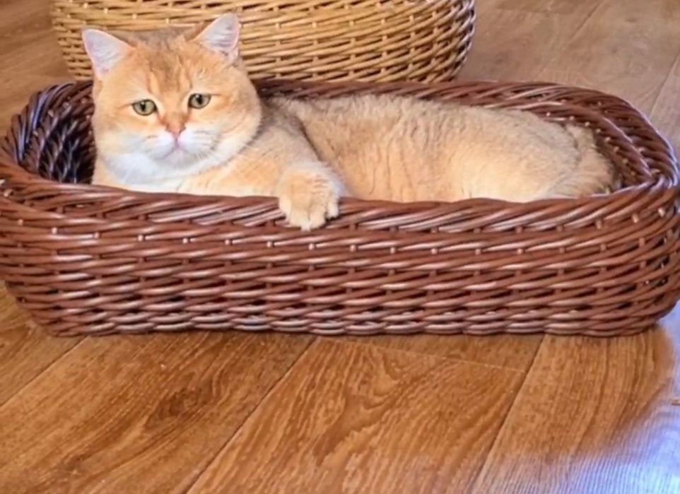 Кот на вязку золотая шиншилла ny11