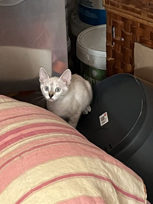 Gatinhos  bebes, siames