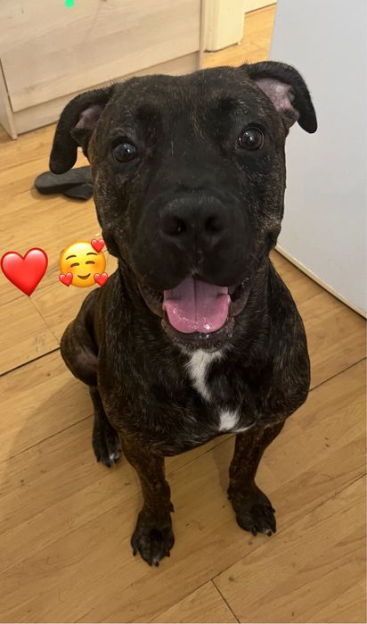 Cane Corso para adocao responsavel