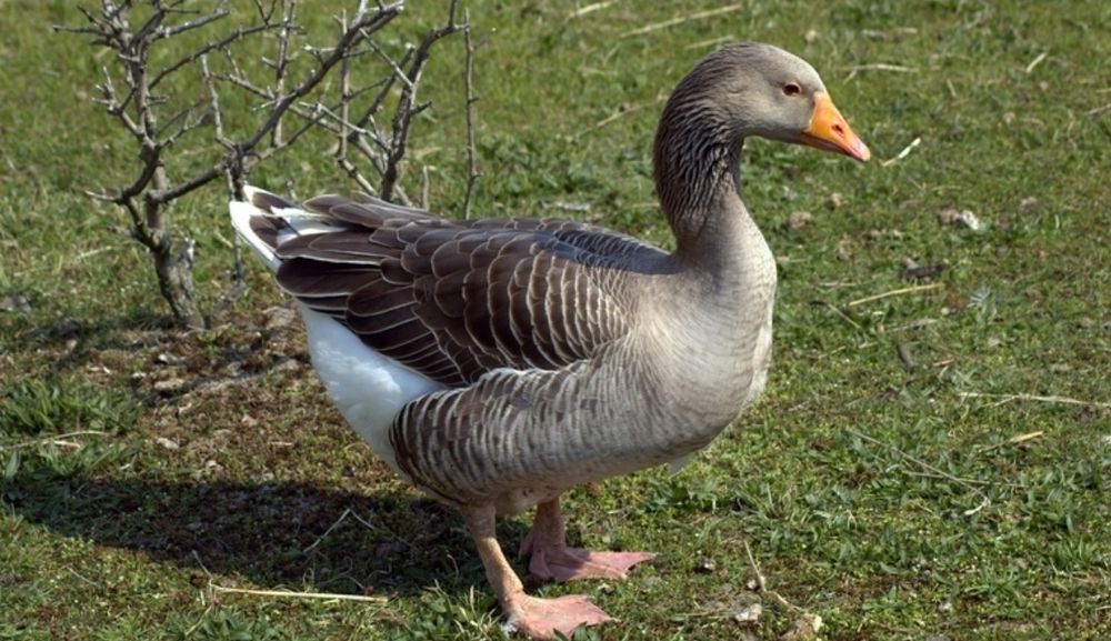 Gęsi,gęs,landes.