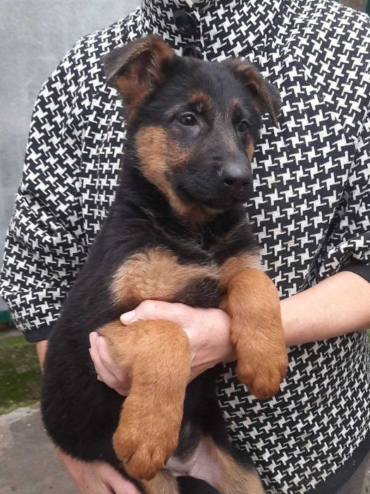 Німецька вівчарка