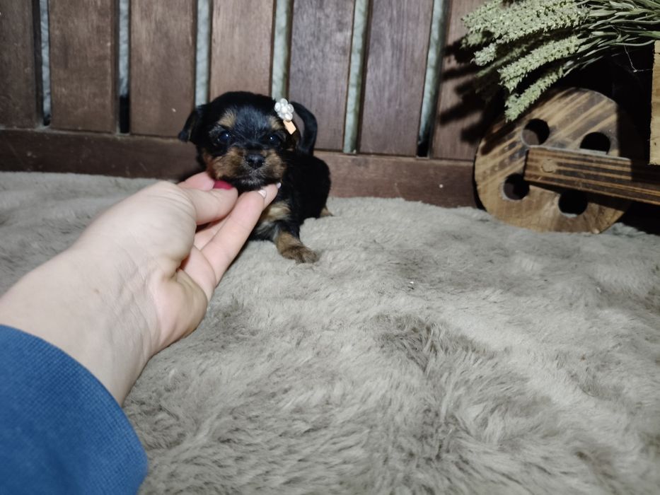 Yorkshire Terrier Fêmea