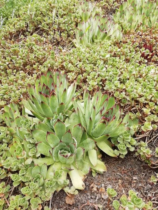 Rozchodnik Sukulent ZDROWE duże Sadzonki grunt Skalniak ogród rojnik