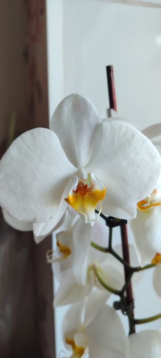 Дітка орхідеї фаленопсис